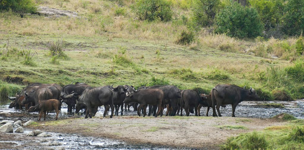 Cape buffalo ( Syncerus caffer ) Family-order - Bovidae on savannah, Artiodactyla, Serengeti National park, Tanzania, Africa
https://cascoly.photography/search?q=cape+buffalo