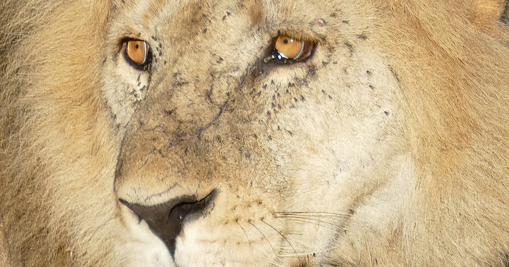 http://fineartamerica.com/featured/close-up-of-male-lion-head-steve-estvanik.html

Lion ( Panthera leo ) resting, Family-order - Felidae CarnivoraNgorongoro Crater, Tanzania, Africa
