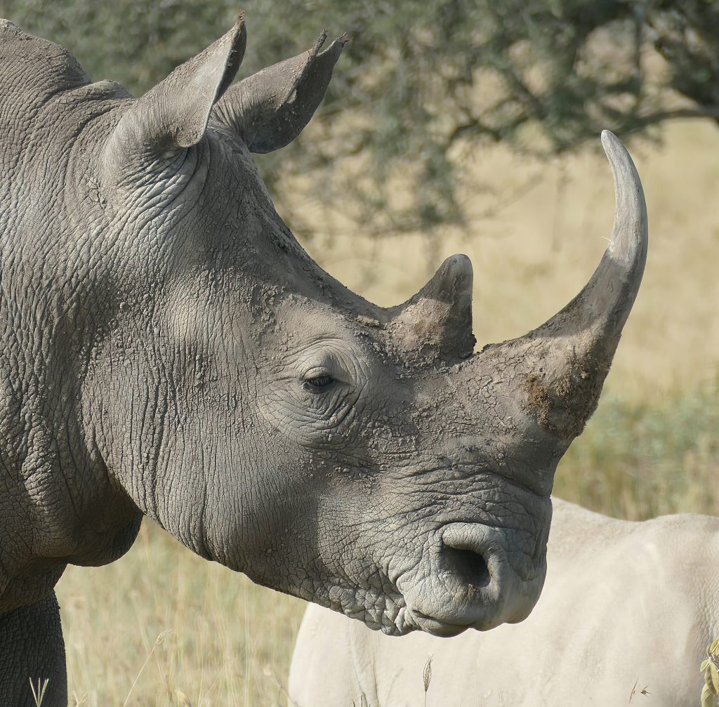 Wide mouth (white) rhinoceros  ( Ceratotherium simum ) Family-order - Rhinocerotidae Perissodactyla, Maasai Mara National Reserve,Kenya, Africa