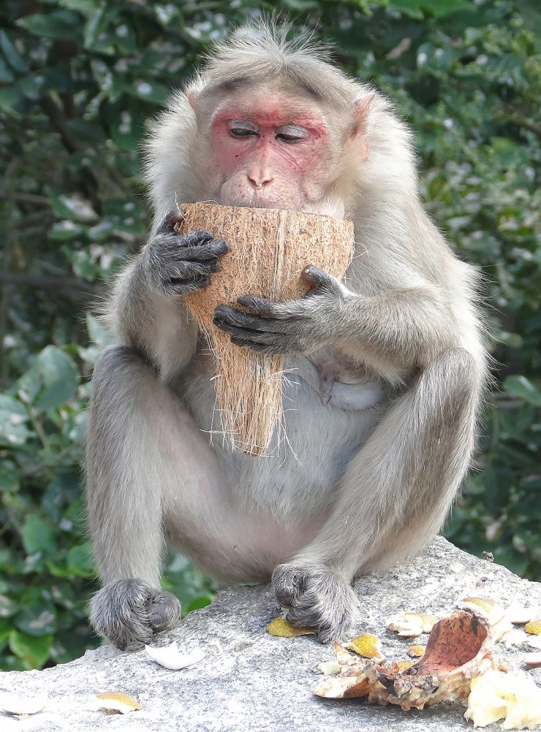 https://fineartamerica.com/featured/old-white-haired-female-rhesus-monkey-steve-estvanik-cascoly.html 

Old, white haired female rhesus monkey scavenging in temple,  Tamil Nadu,  India, Asia