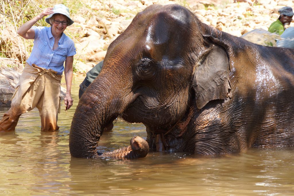 Tourist helps wash an elephant, Elephant conservation camp near Kalaw Myanmar (Burma)