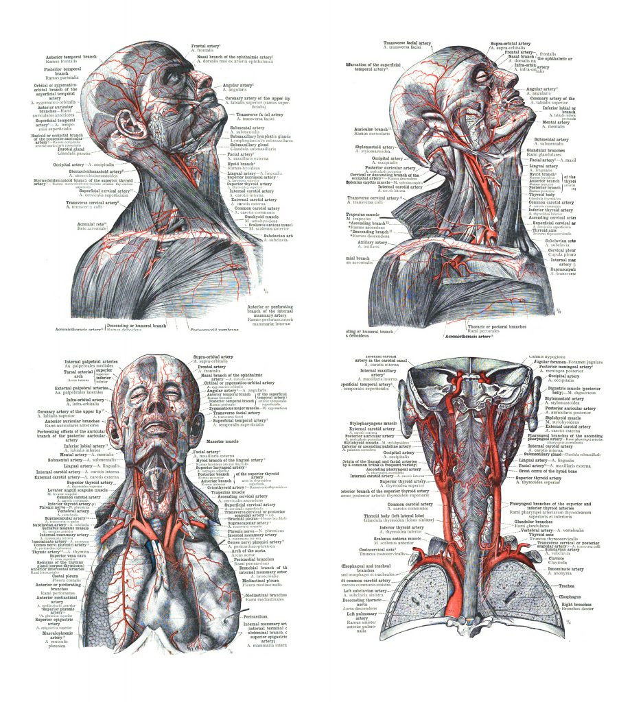 4 Views of the human head, torso  and lungs