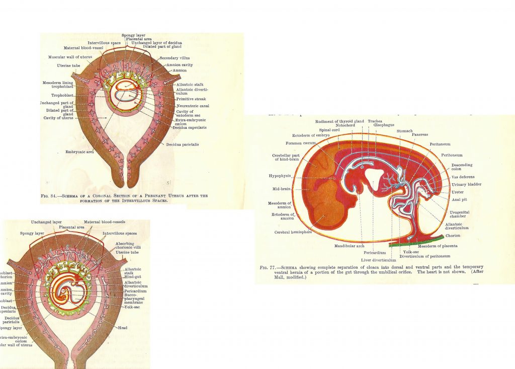 Stages in human fetal development