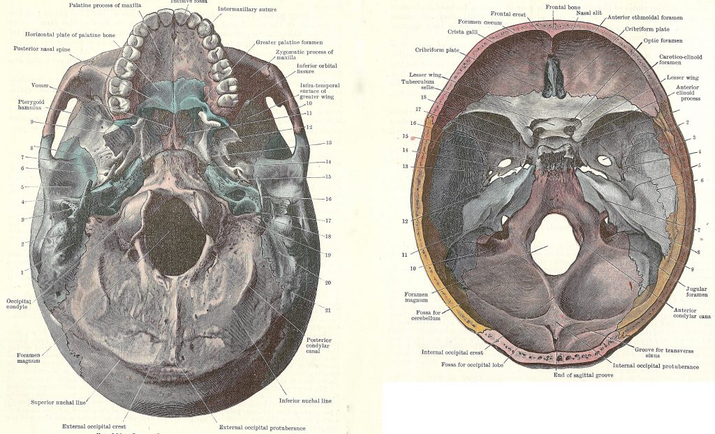 Dissection of the human skull, interior views