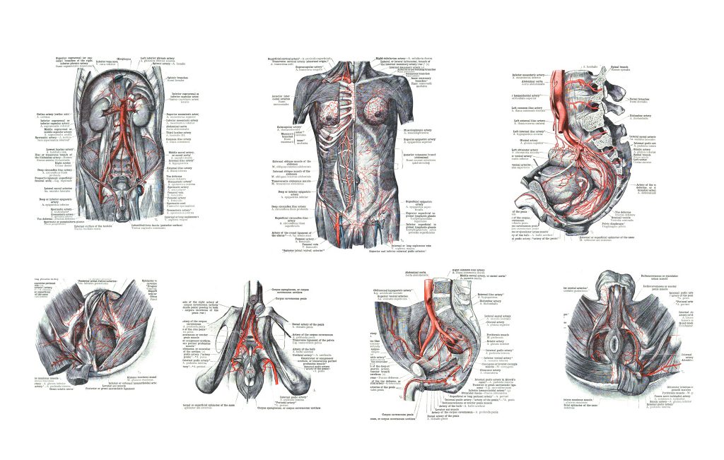 7 views of male human sexual organs